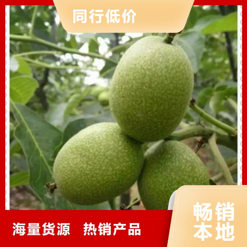 【核桃苗】李子苗源厂直接供货
