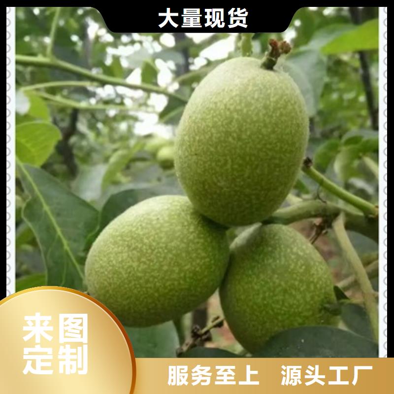 支持定制批发【核桃苗】_梨树苗工厂批发