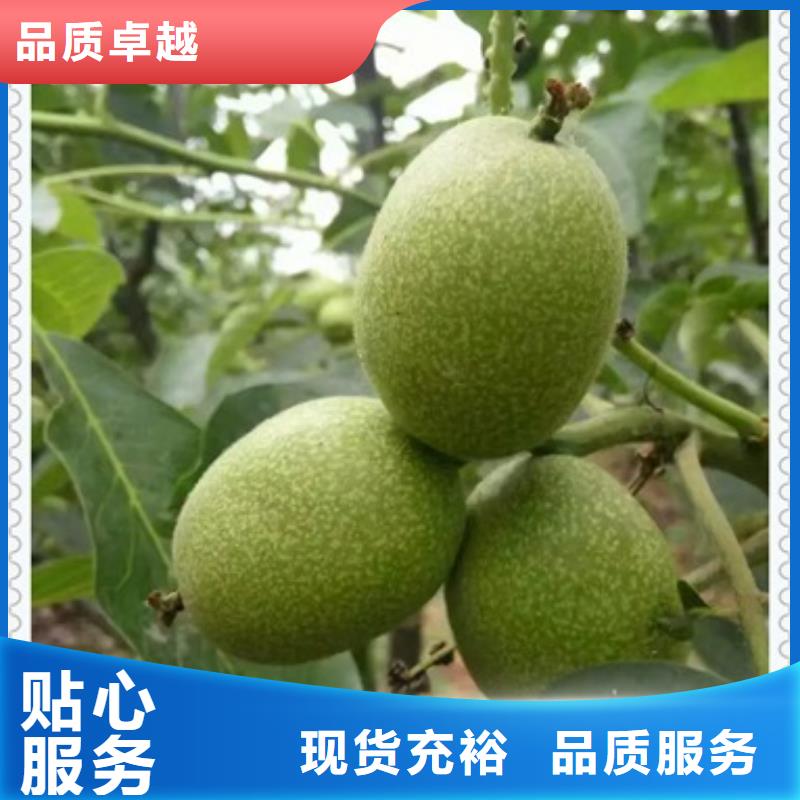 《兴海》核桃苗,【板栗苗】实力优品