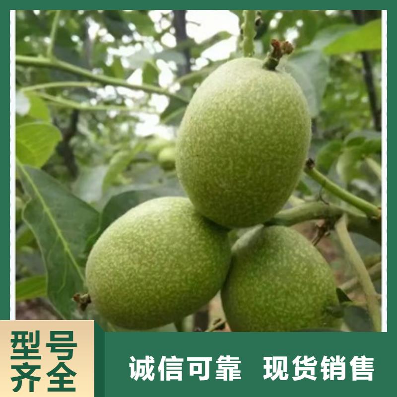 核桃苗桃树苗同行低价