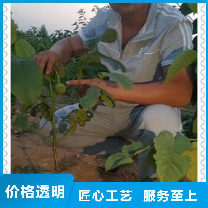 支持定制批发【核桃苗】_梨树苗工厂批发