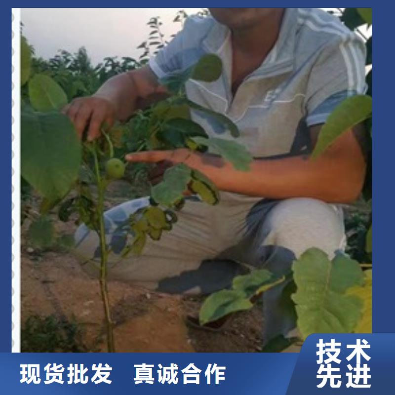 核桃苗梨树苗使用寿命长久