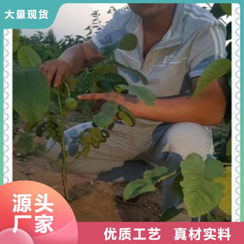 《兴海》核桃苗,【板栗苗】实力优品