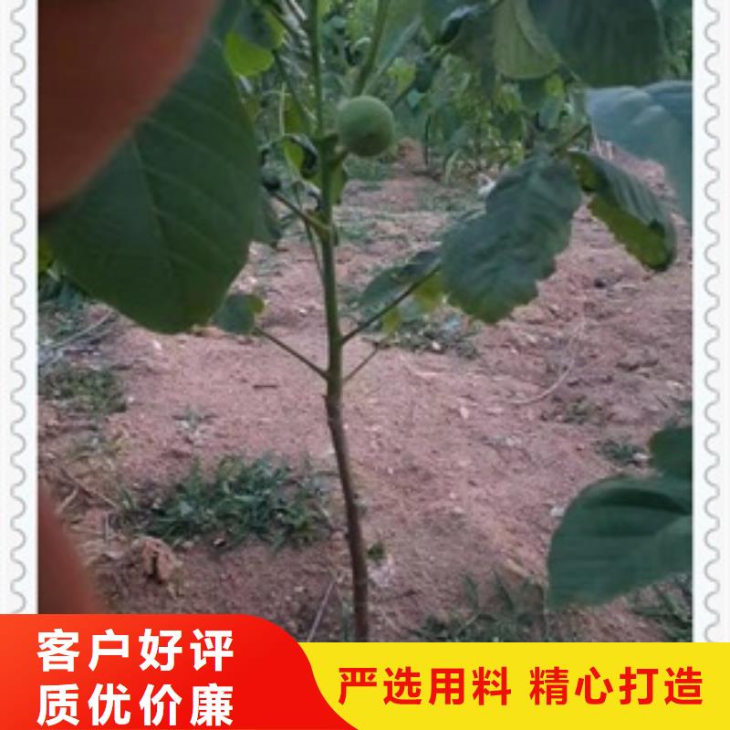核桃苗蓝莓苗联系厂家