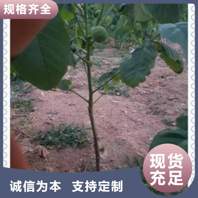 《兴海》核桃苗,【板栗苗】实力优品