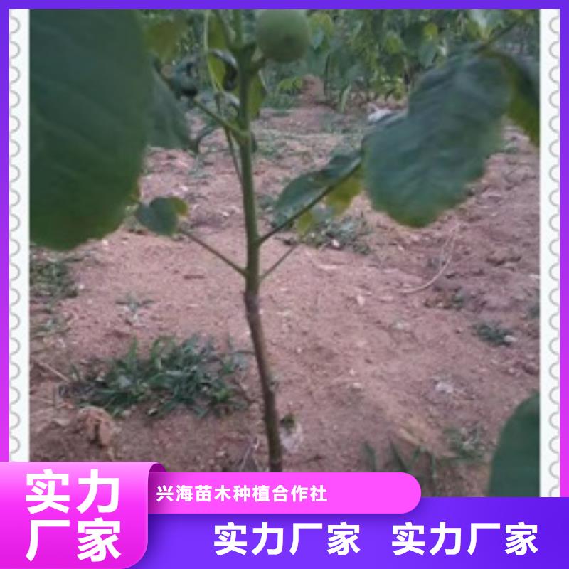 核桃苗蓝莓苗联系厂家