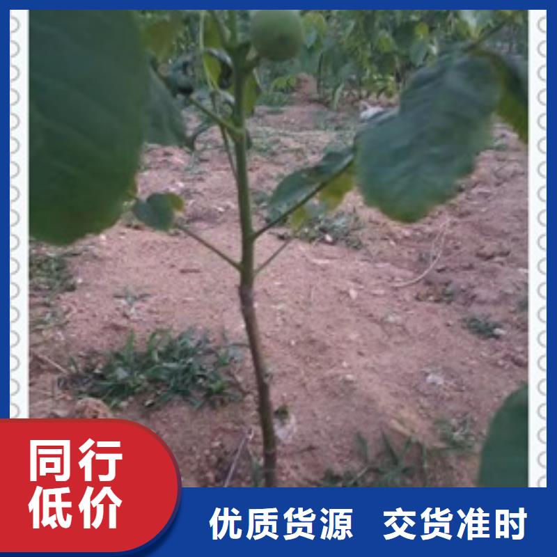 支持定制批发【核桃苗】_梨树苗工厂批发