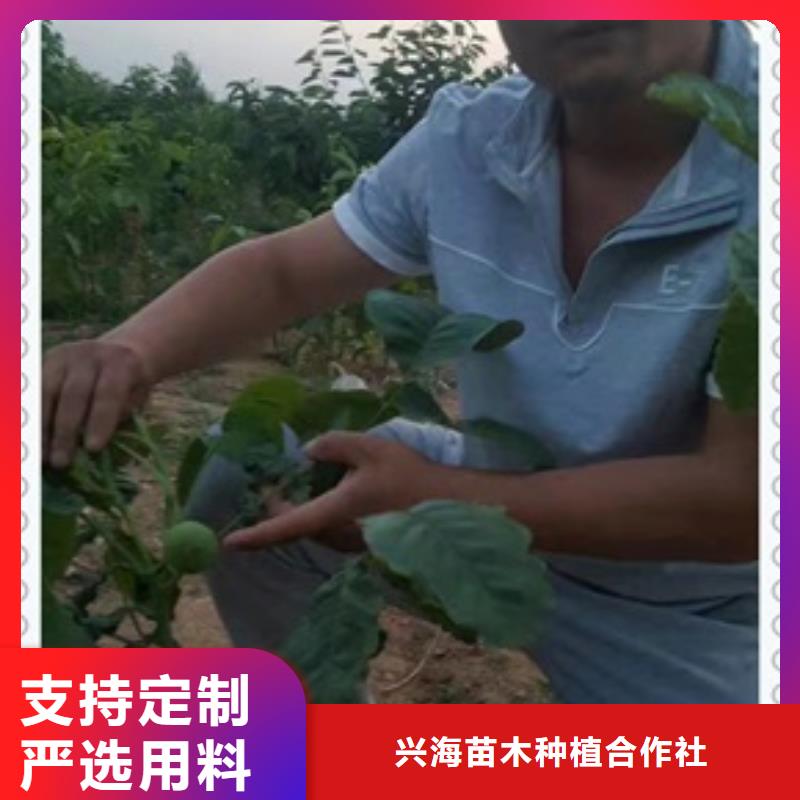 【核桃苗蓝莓苗质量可靠】