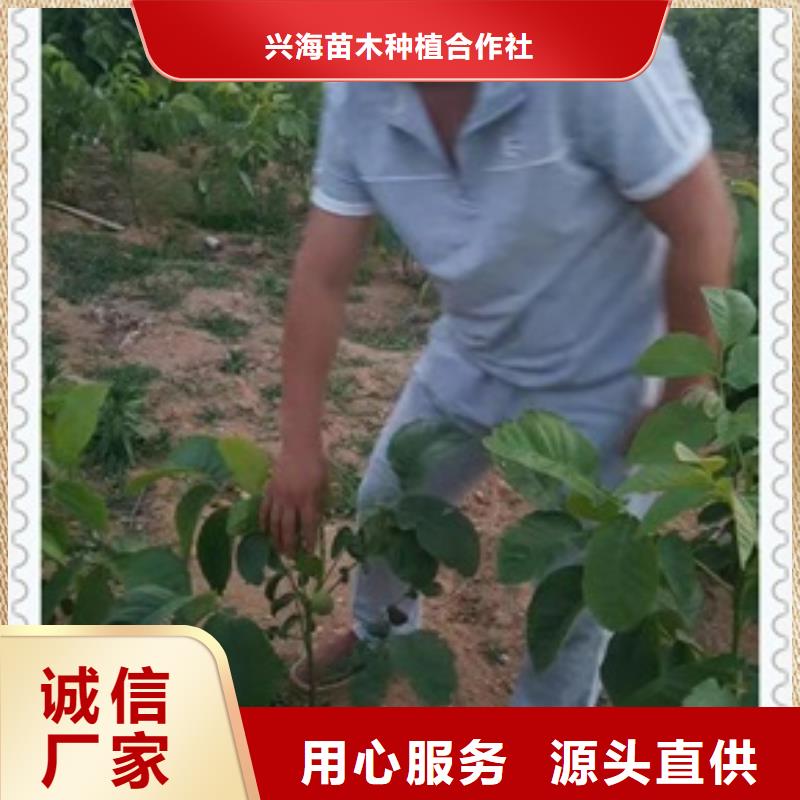 核桃苗_花椒苗品质做服务