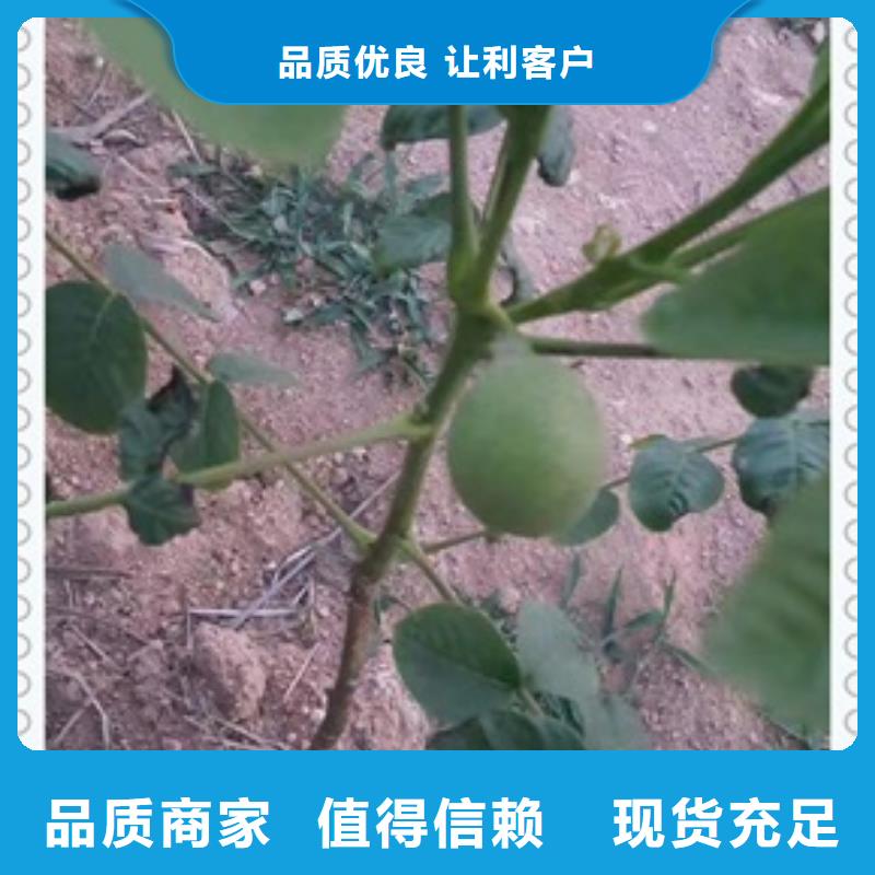 支持定制批发【核桃苗】_梨树苗工厂批发