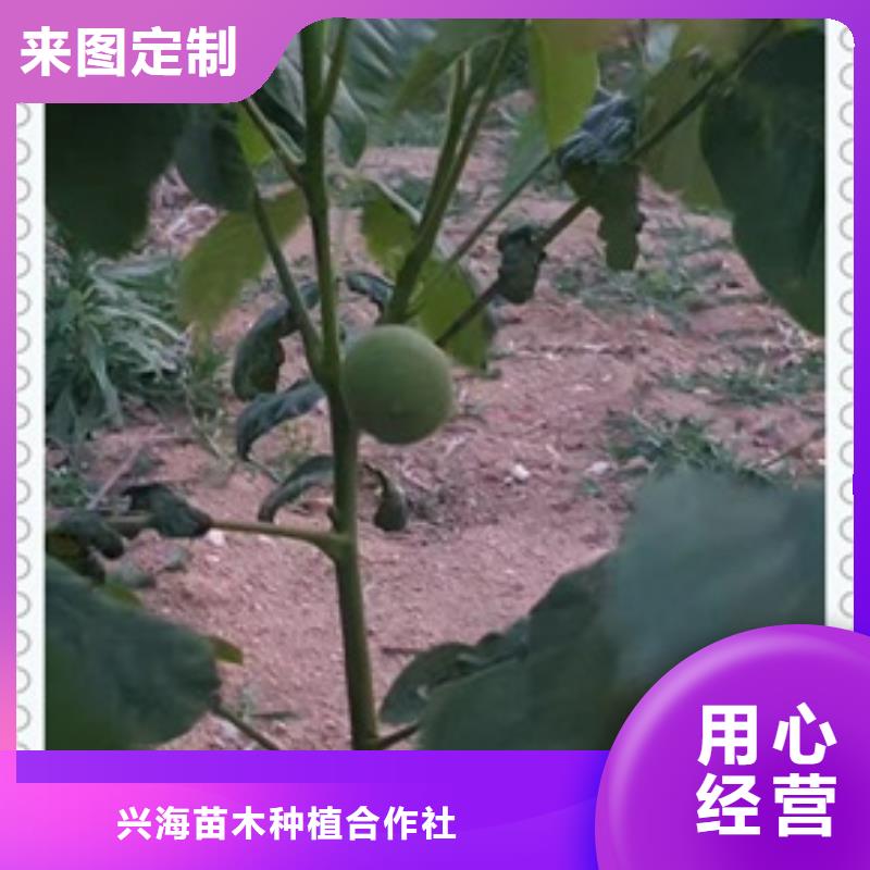 核桃苗梨树苗使用寿命长久