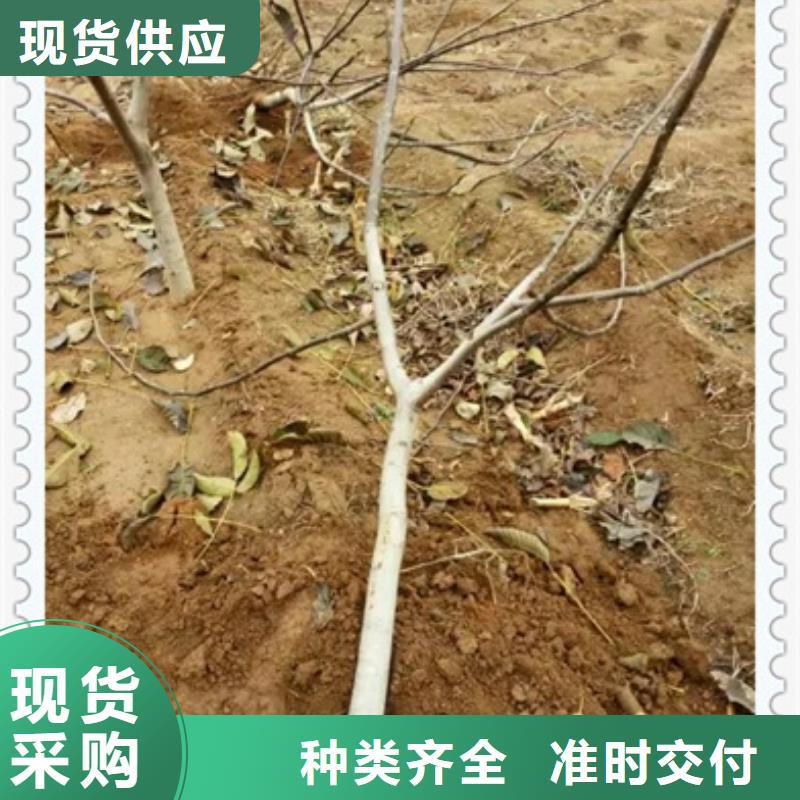 核桃苗梨树苗使用寿命长久