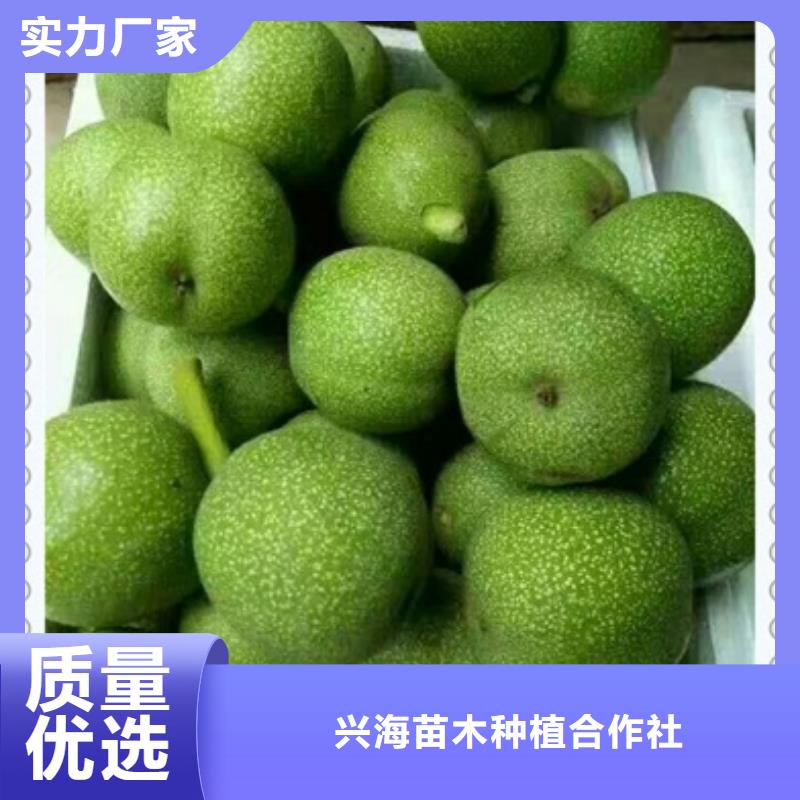 支持定制批发【核桃苗】_梨树苗工厂批发