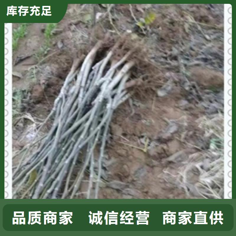 【核桃苗】李子苗源厂直接供货