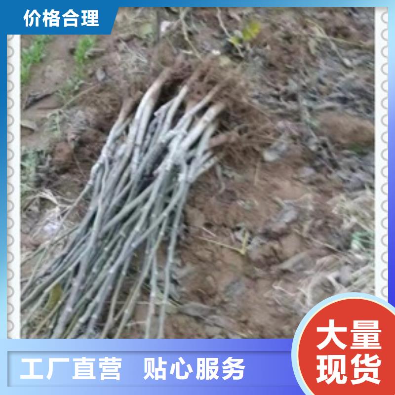 支持定制批发【核桃苗】_梨树苗工厂批发