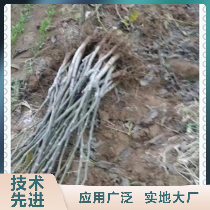 核桃苗梨树苗使用寿命长久