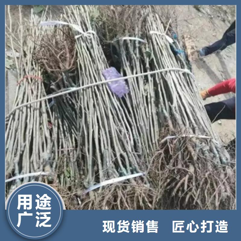 板栗苗【梨树苗】好产品放心购-兴海苗木种植社(遂宁市分公司)-快快发广告