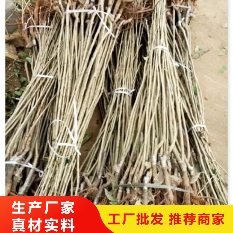 板栗苗梨树苗定制零售批发