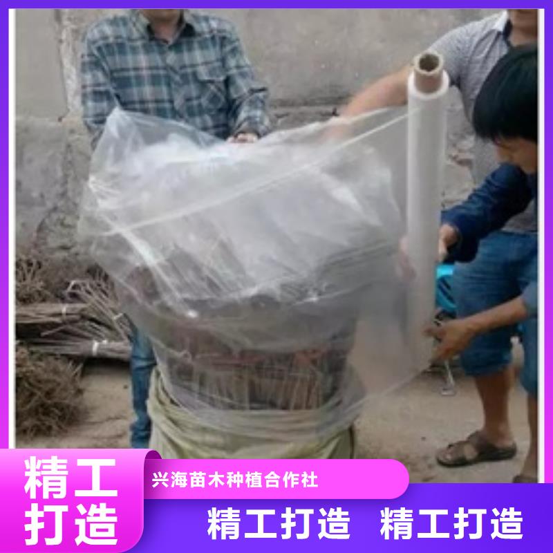 板栗苗_核桃苗做工细致