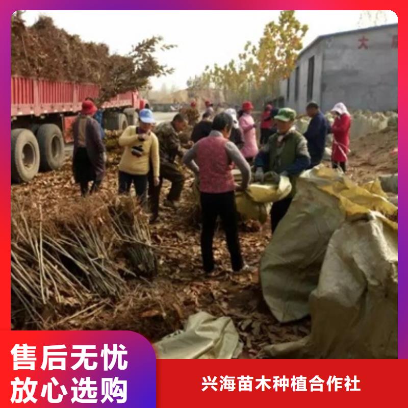 板栗苗【梨树苗】好产品放心购-兴海苗木种植社(遂宁市分公司)-快快发广告