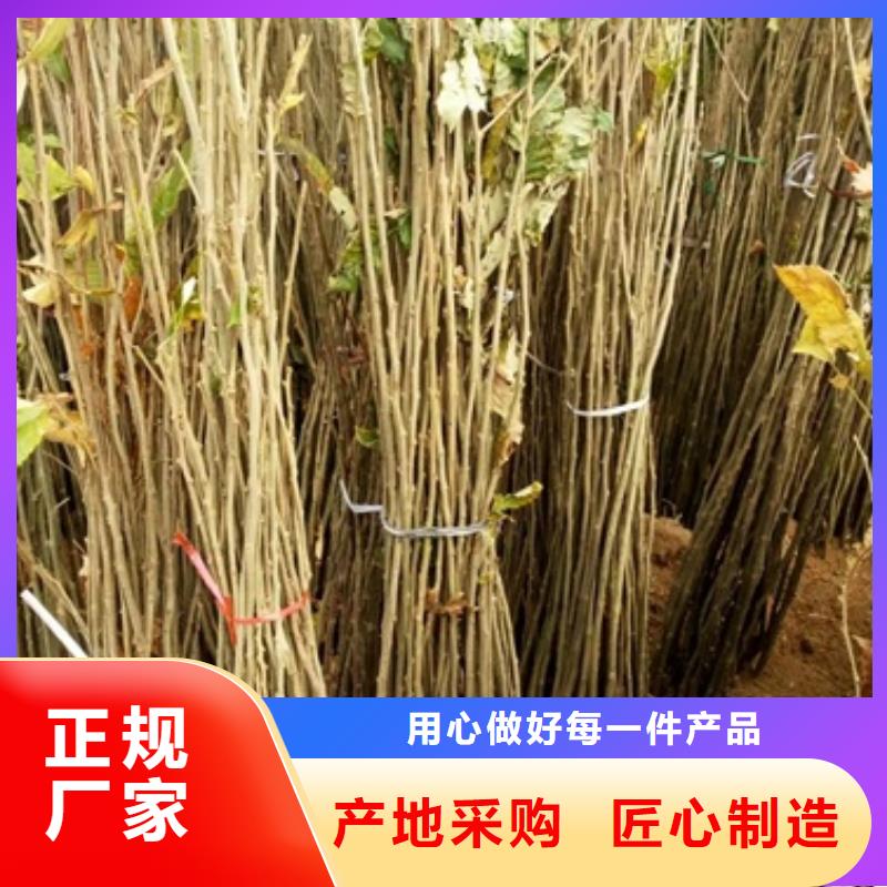 板栗苗花椒苗多年行业积累