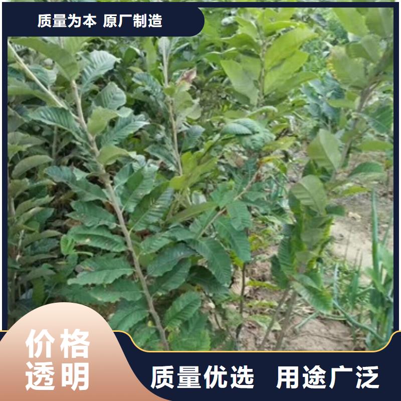 板栗苗梨树苗定制零售批发