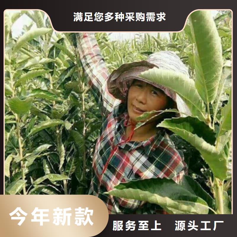 板栗苗花椒苗多年行业积累