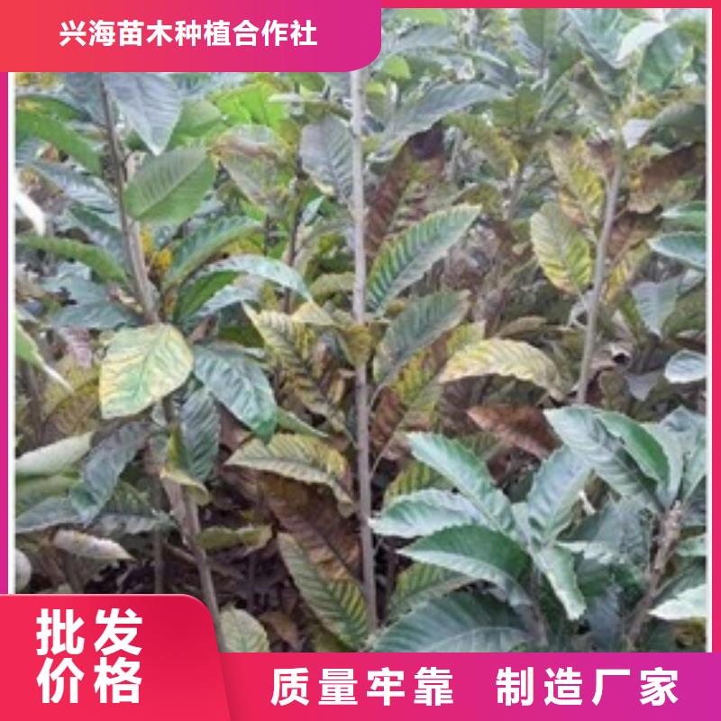板栗苗梨树苗定制零售批发