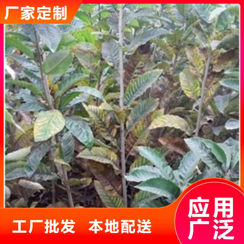 板栗苗_桃树苗买的是放心
