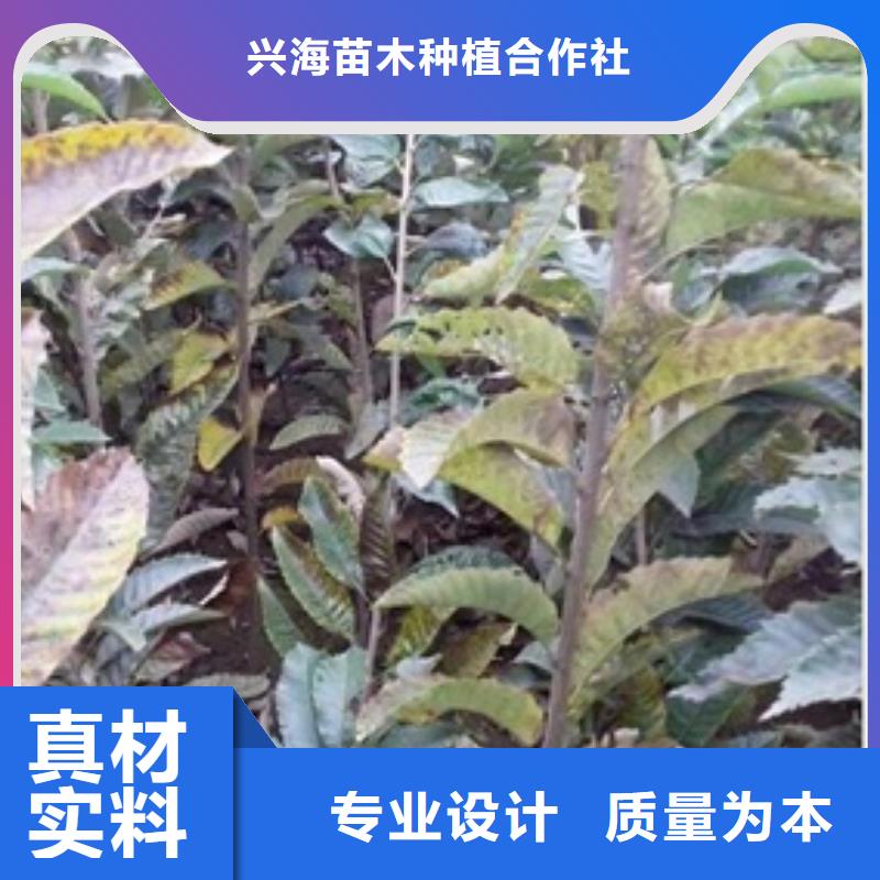 板栗苗【梨树苗】好产品放心购-兴海苗木种植社(遂宁市分公司)-快快发广告