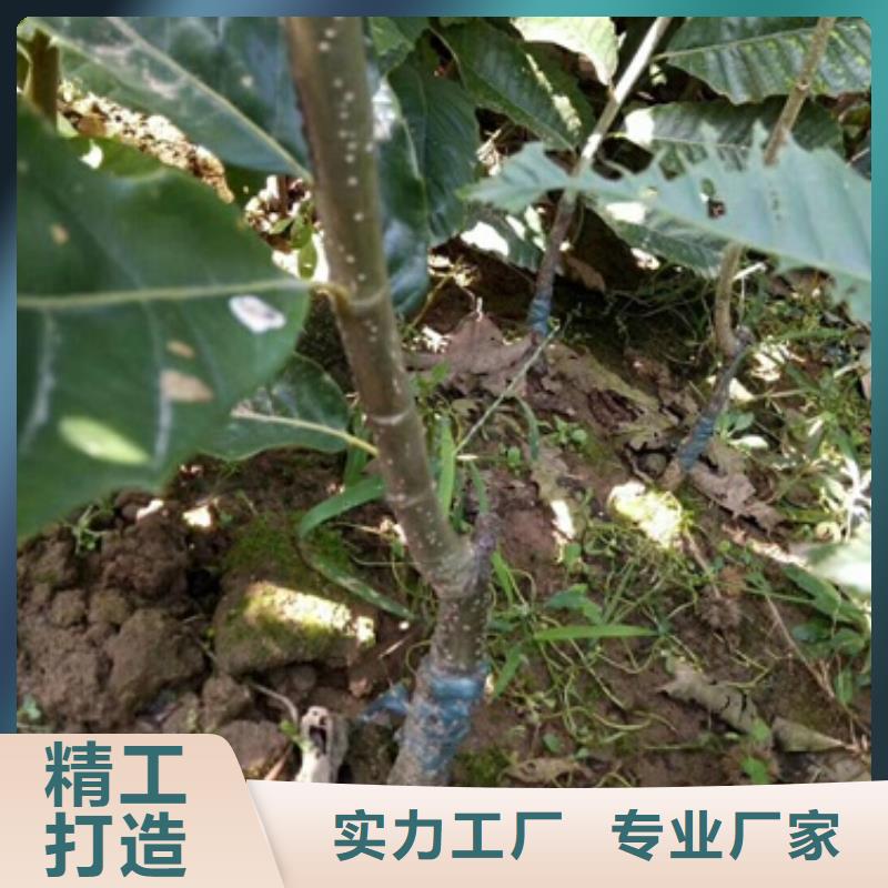 板栗苗【梨树苗】好产品放心购-兴海苗木种植社(遂宁市分公司)-快快发广告