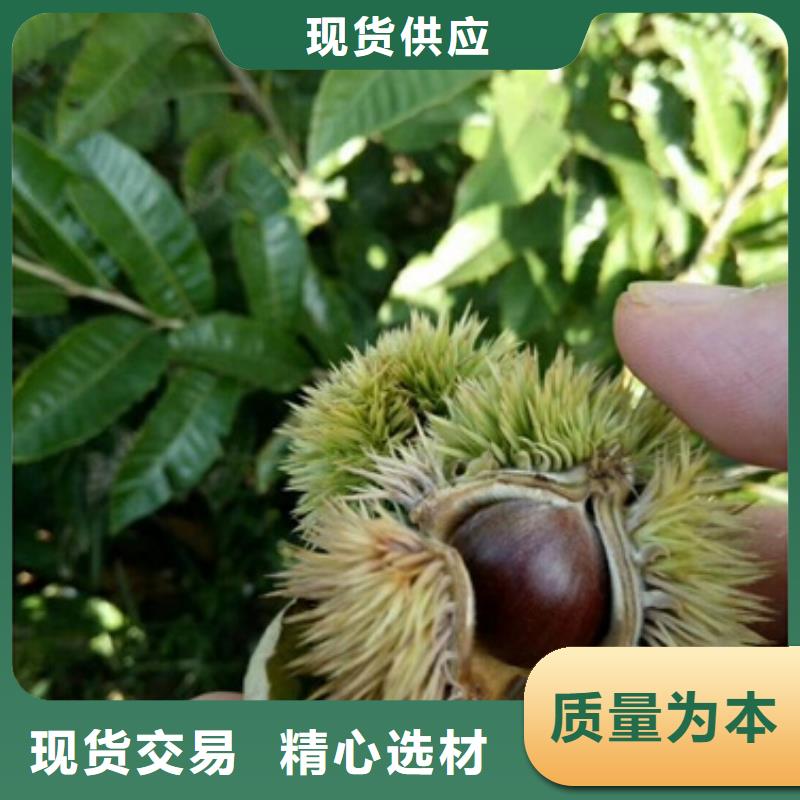 板栗苗【梨树苗】好产品放心购-兴海苗木种植社(遂宁市分公司)-快快发广告