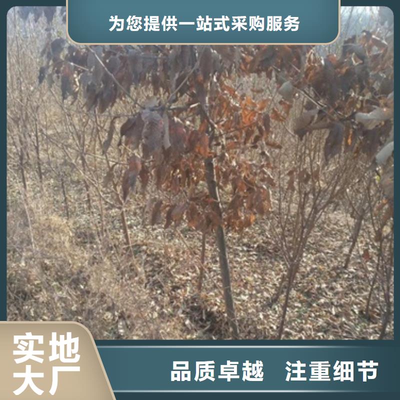 板栗苗_桃树苗买的是放心
