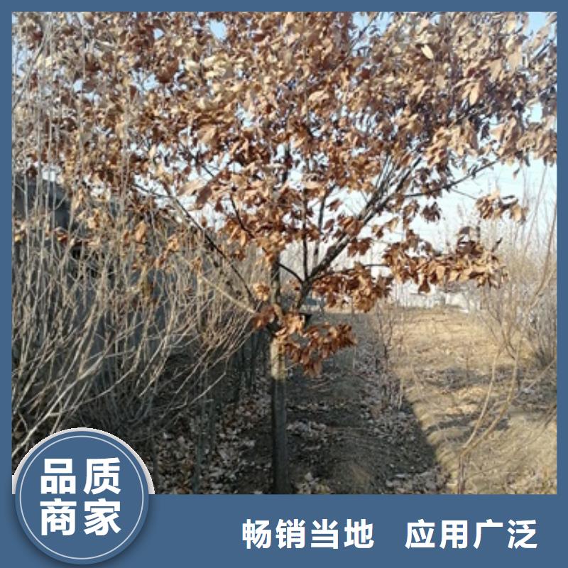 板栗苗【梨树苗】好产品放心购-兴海苗木种植社(遂宁市分公司)-快快发广告