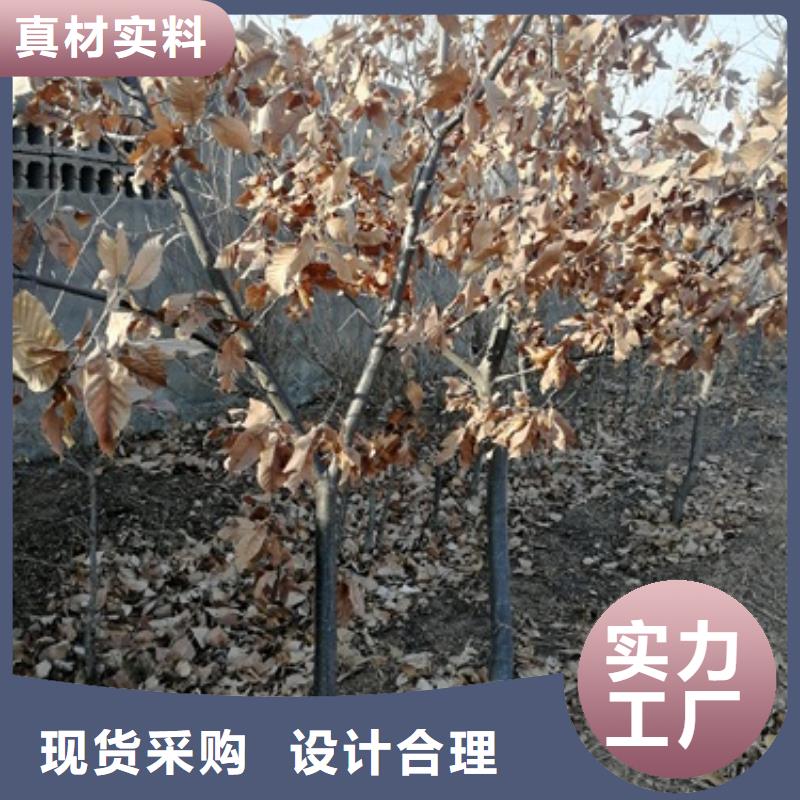 板栗苗梨树苗定制零售批发