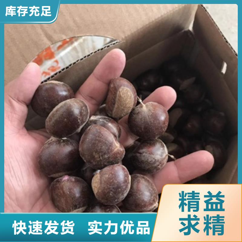 板栗苗花椒苗多年行业积累