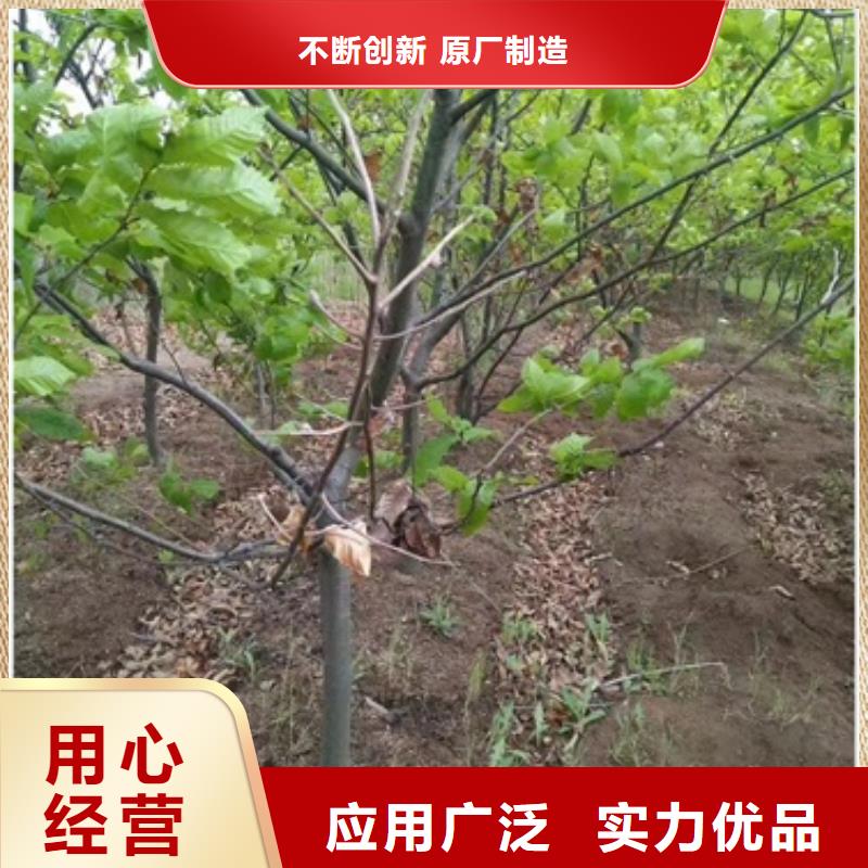板栗苗【梨树苗】好产品放心购-兴海苗木种植社(遂宁市分公司)-快快发广告