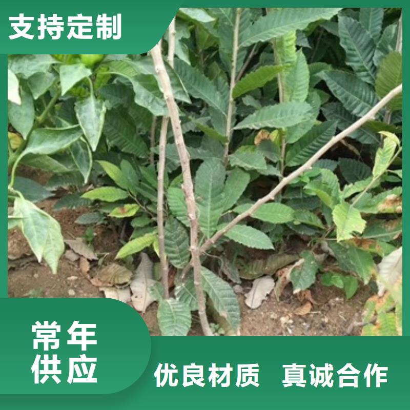 板栗苗梨树苗定制零售批发