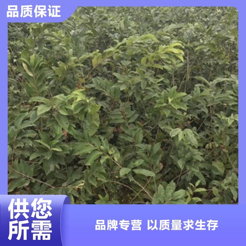 板栗苗_桃树苗买的是放心