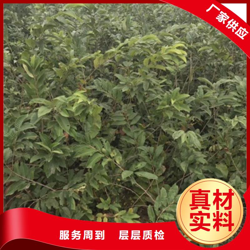 板栗苗【梨树苗】好产品放心购-兴海苗木种植社(遂宁市分公司)-快快发广告