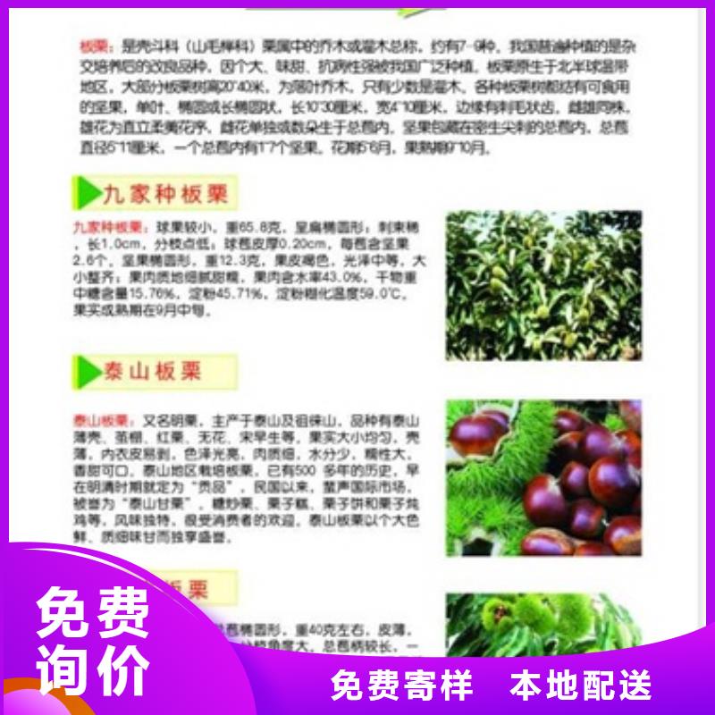 板栗苗_核桃苗做工细致