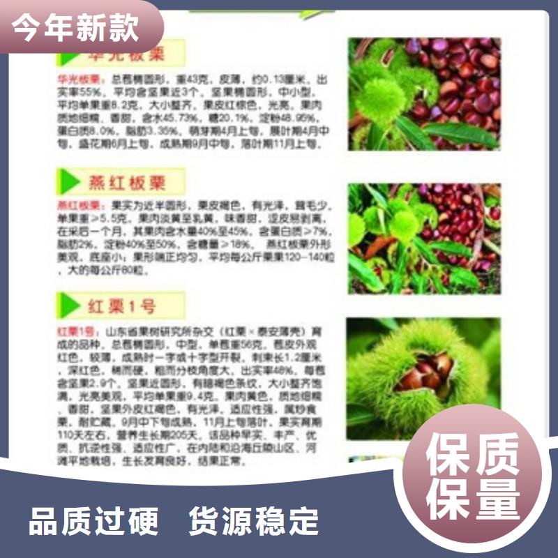 板栗苗_桃树苗买的是放心