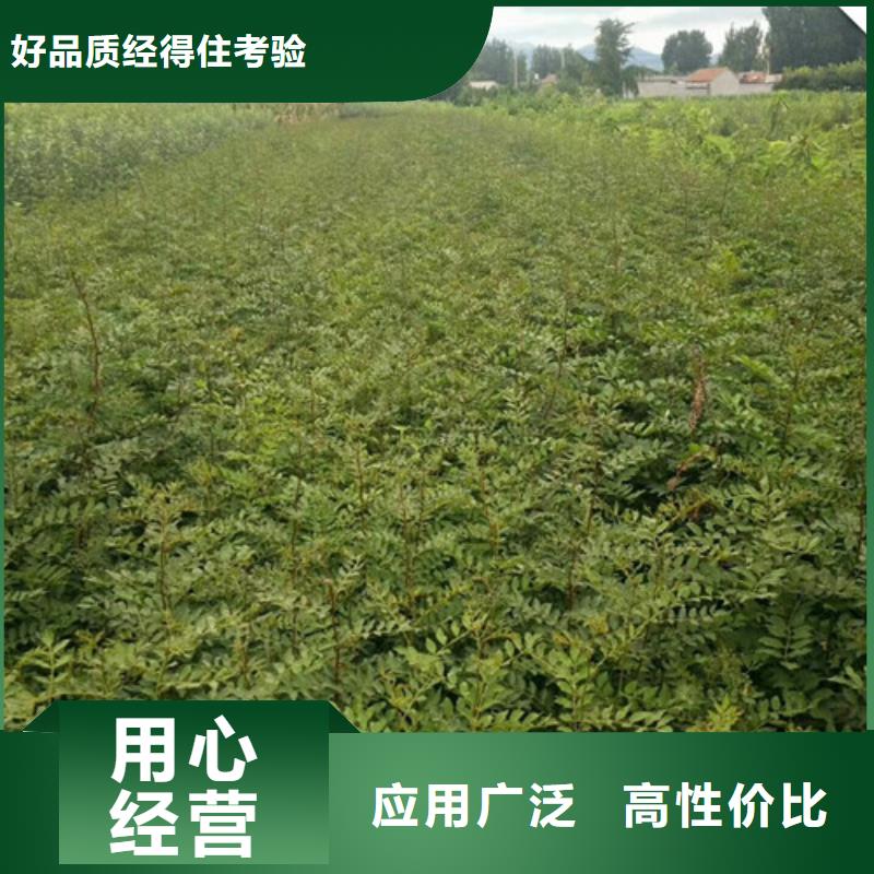 【花椒苗】-核桃苗质检严格放心品质-服务区域包括屏南|寿宁|福州|漳州|厦门|龙岩|莆田|泉州|南平等-产品视频