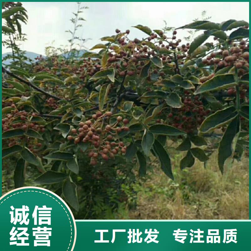 【花椒苗】-核桃苗质检严格放心品质-服务区域包括屏南|寿宁|福州|漳州|厦门|龙岩|莆田|泉州|南平等-产品视频