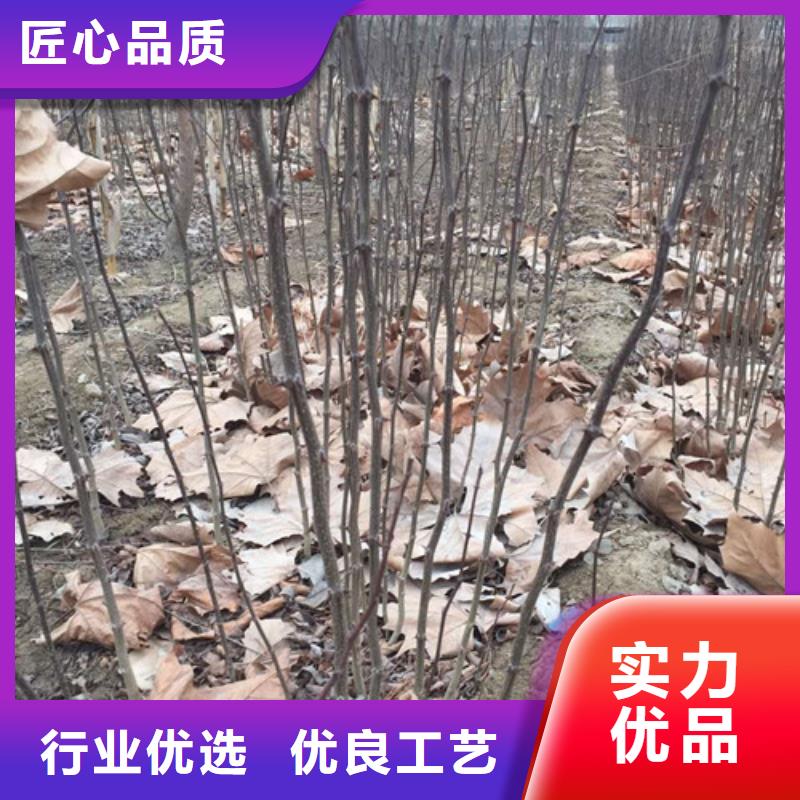 【花椒苗】-核桃苗质检严格放心品质-服务区域包括屏南|寿宁|福州|漳州|厦门|龙岩|莆田|泉州|南平等-产品视频