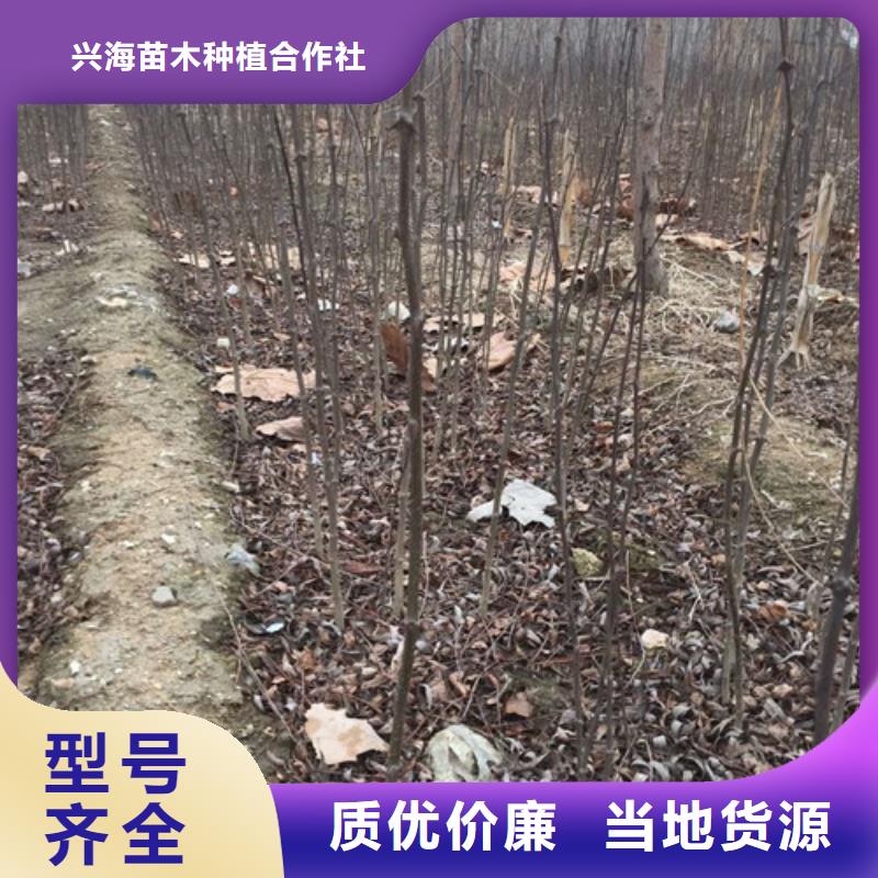 花椒苗蓝莓苗种类丰富
