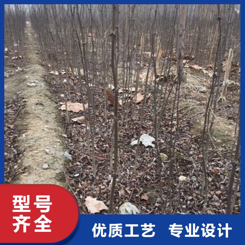 【花椒苗】-核桃苗质检严格放心品质-服务区域包括屏南|寿宁|福州|漳州|厦门|龙岩|莆田|泉州|南平等-产品视频