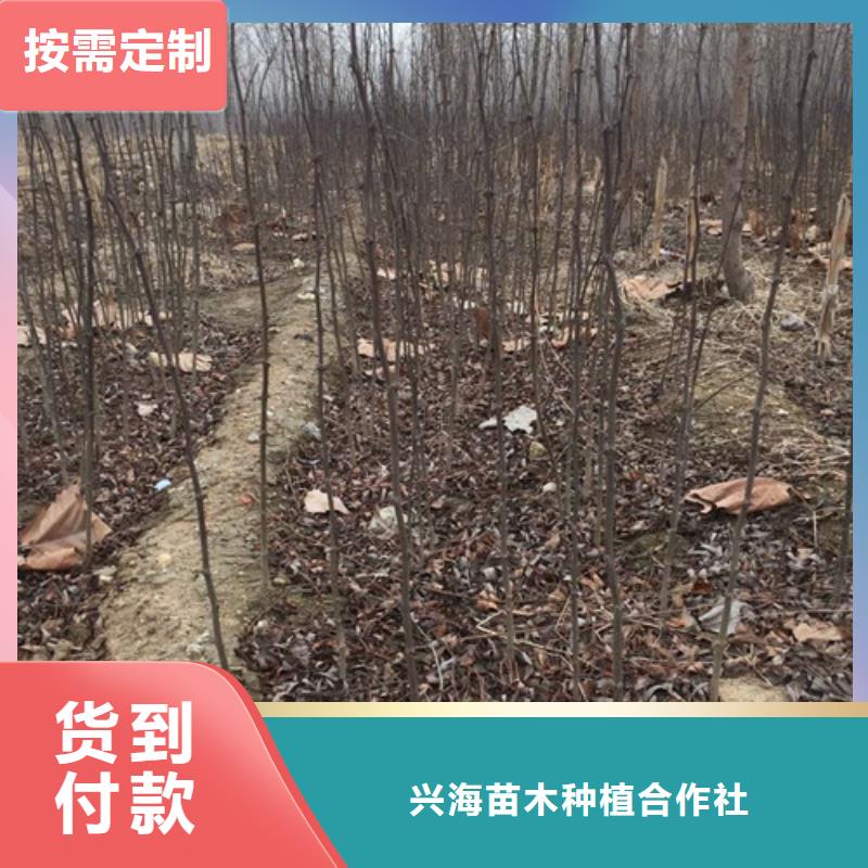 花椒苗蓝莓苗种类丰富