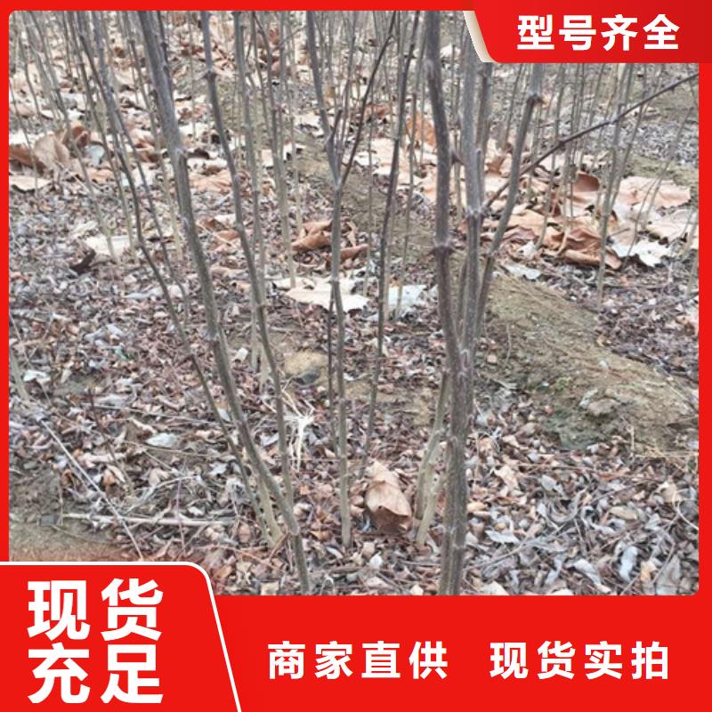 【花椒苗】-核桃苗质检严格放心品质-服务区域包括屏南|寿宁|福州|漳州|厦门|龙岩|莆田|泉州|南平等-产品视频