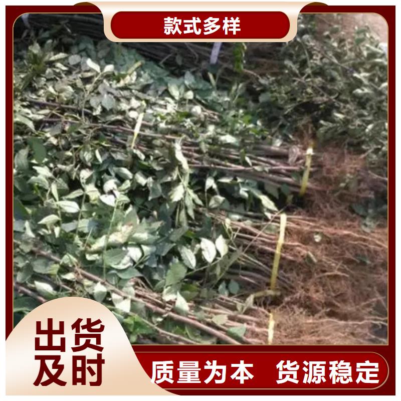 花椒苗-山楂苗品质保障售后无忧